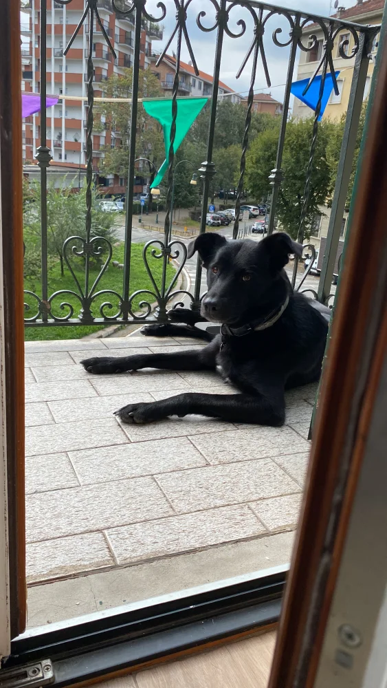 sitter image