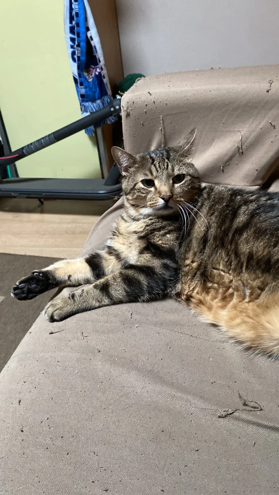sitter image
