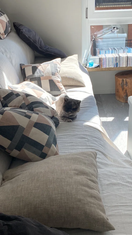 sitter image