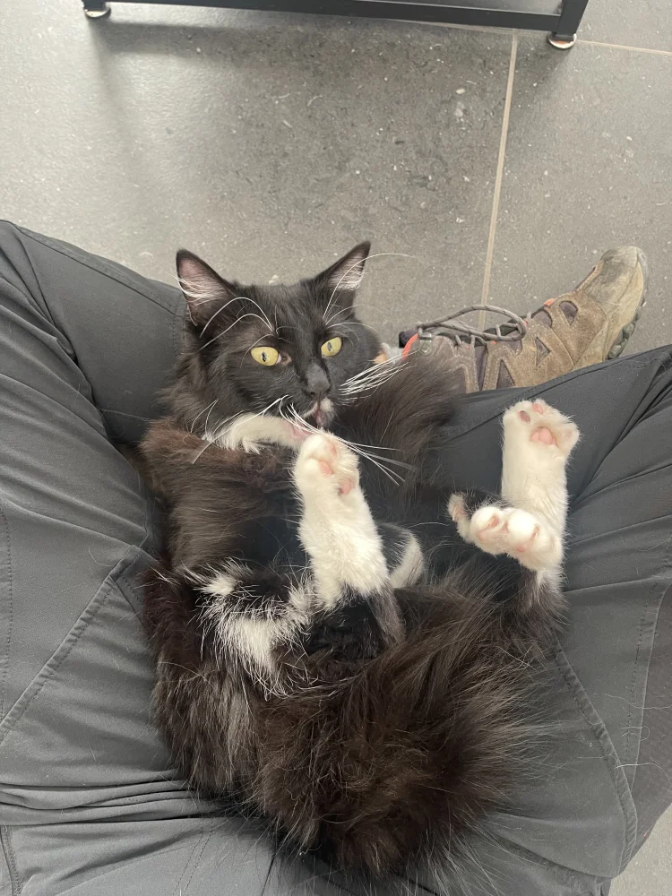 sitter image